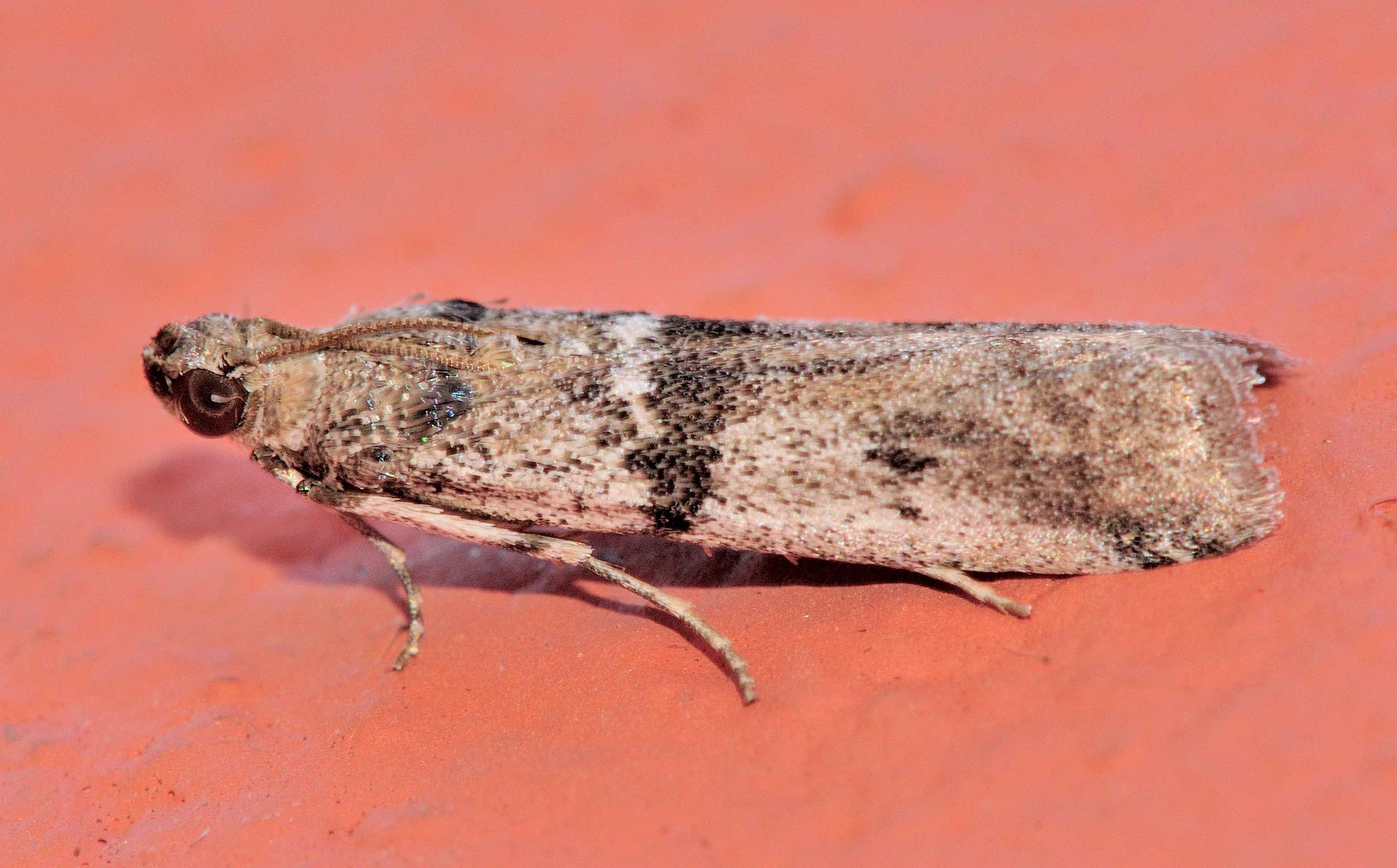 Lepidoptera dell''isola di Lefkada: Ephestia welseriella
